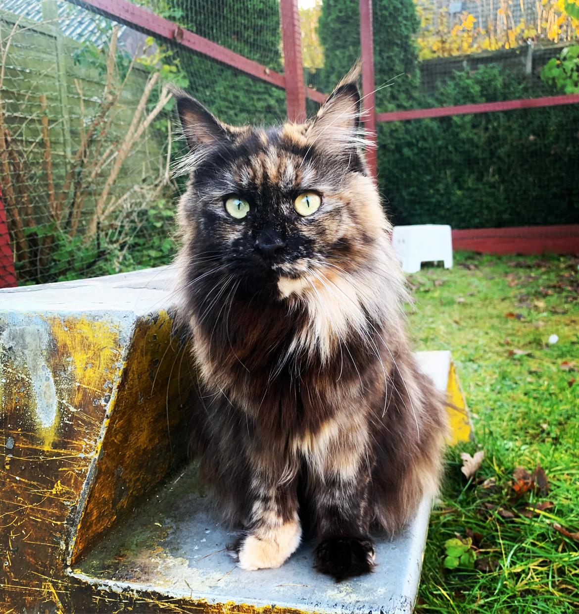 Maine Coon Kaya billede 6