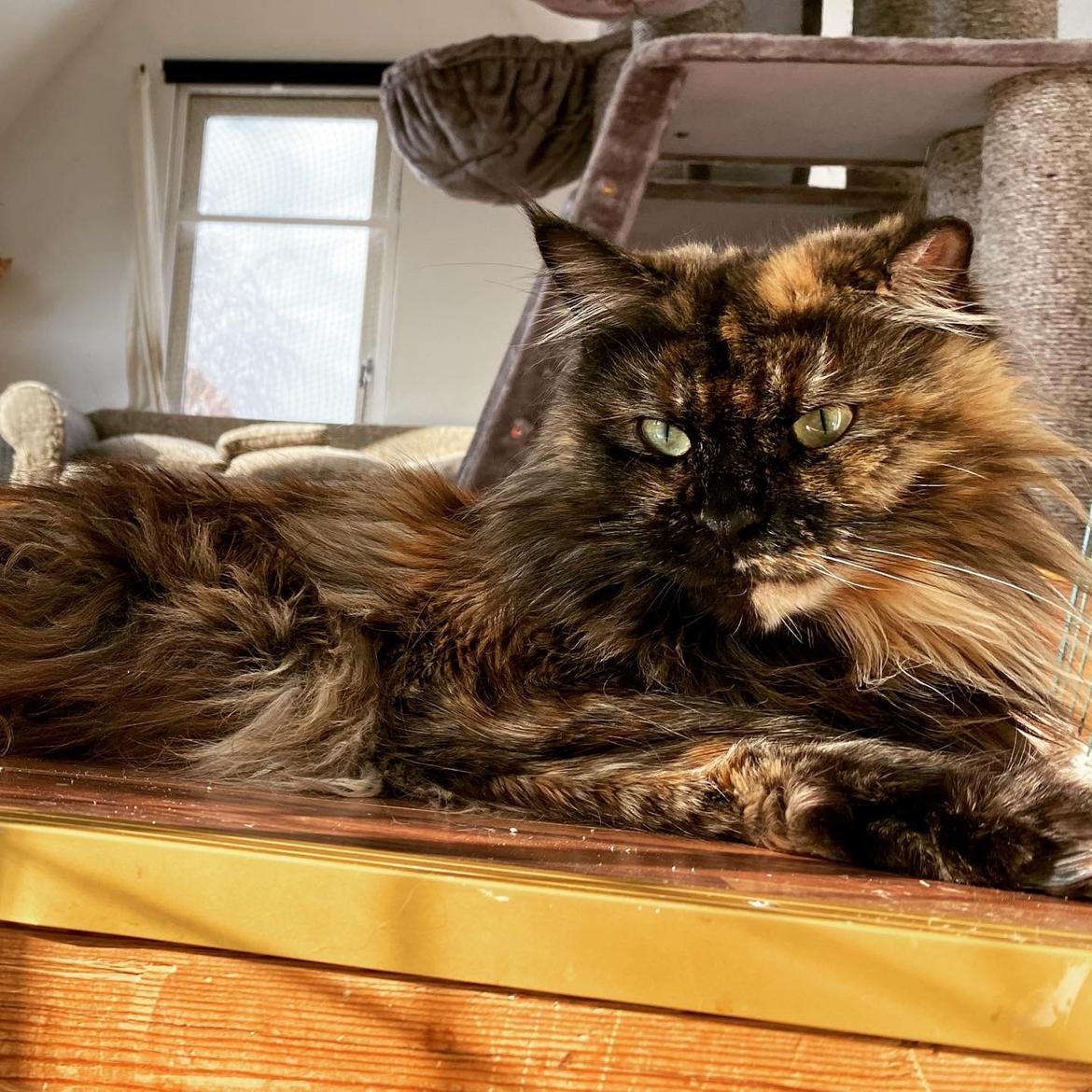 Maine Coon Kaya billede 11