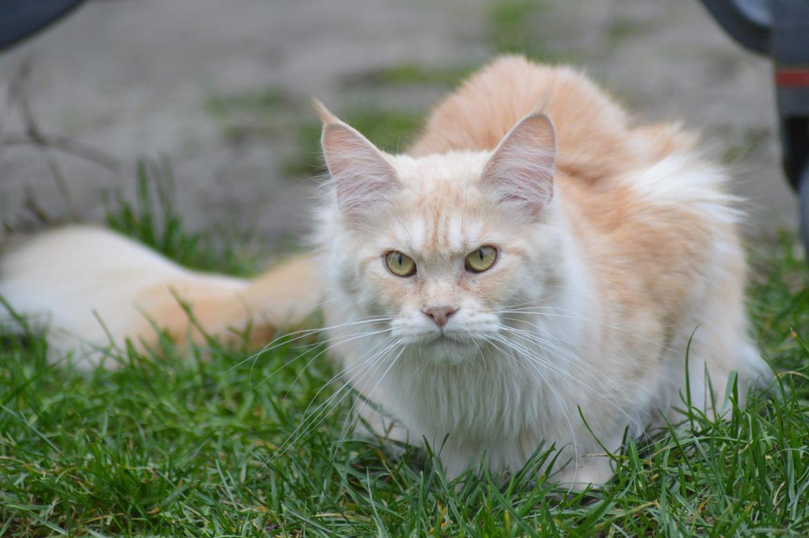 Maine Coon Alba billede 2