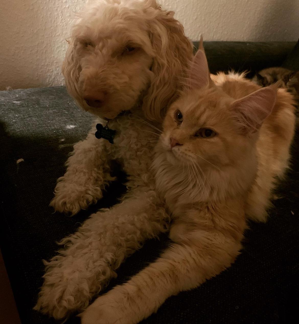 Maine Coon Alba billede 5