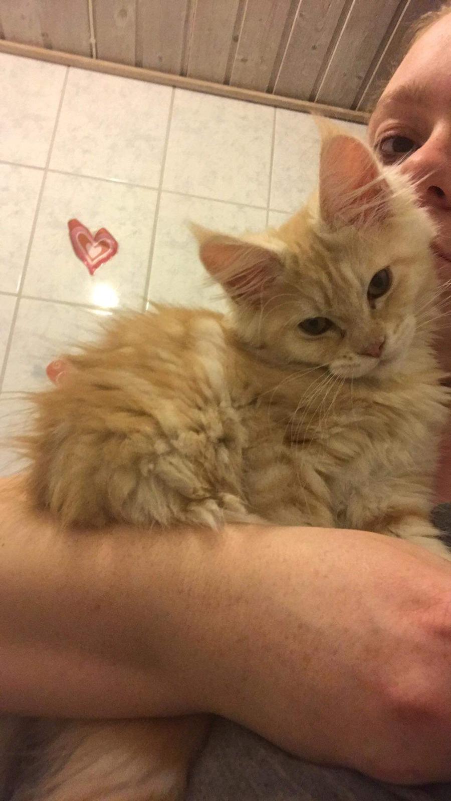 Maine Coon Alba billede 6