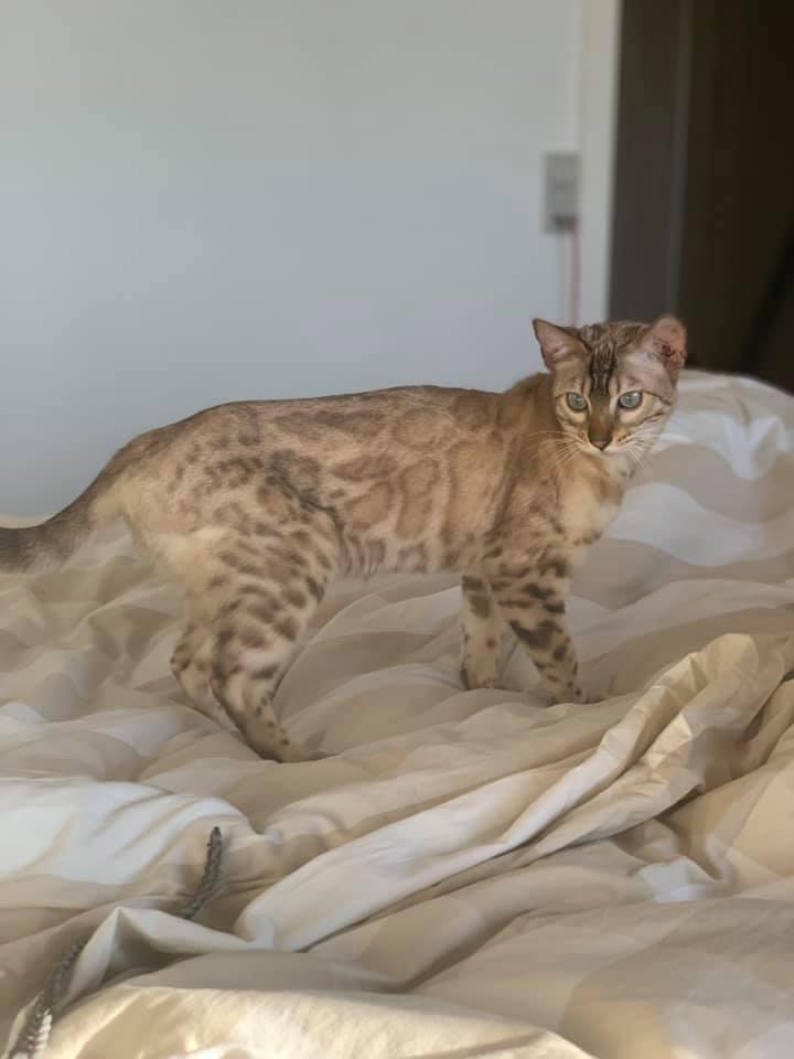 Bengal  Fairysavage Ice Girl  billede 12