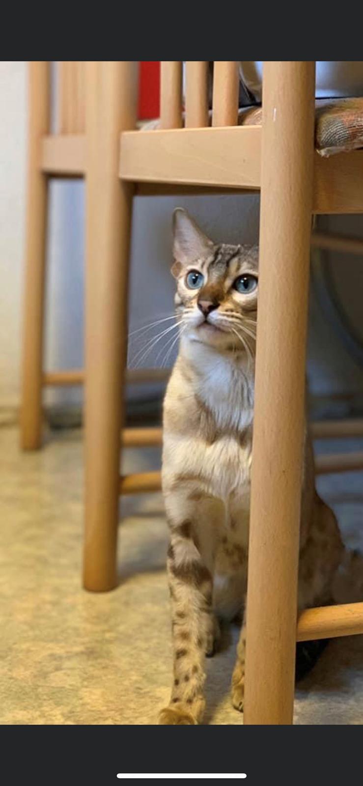 Bengal  Fairysavage Ice Girl  billede 13