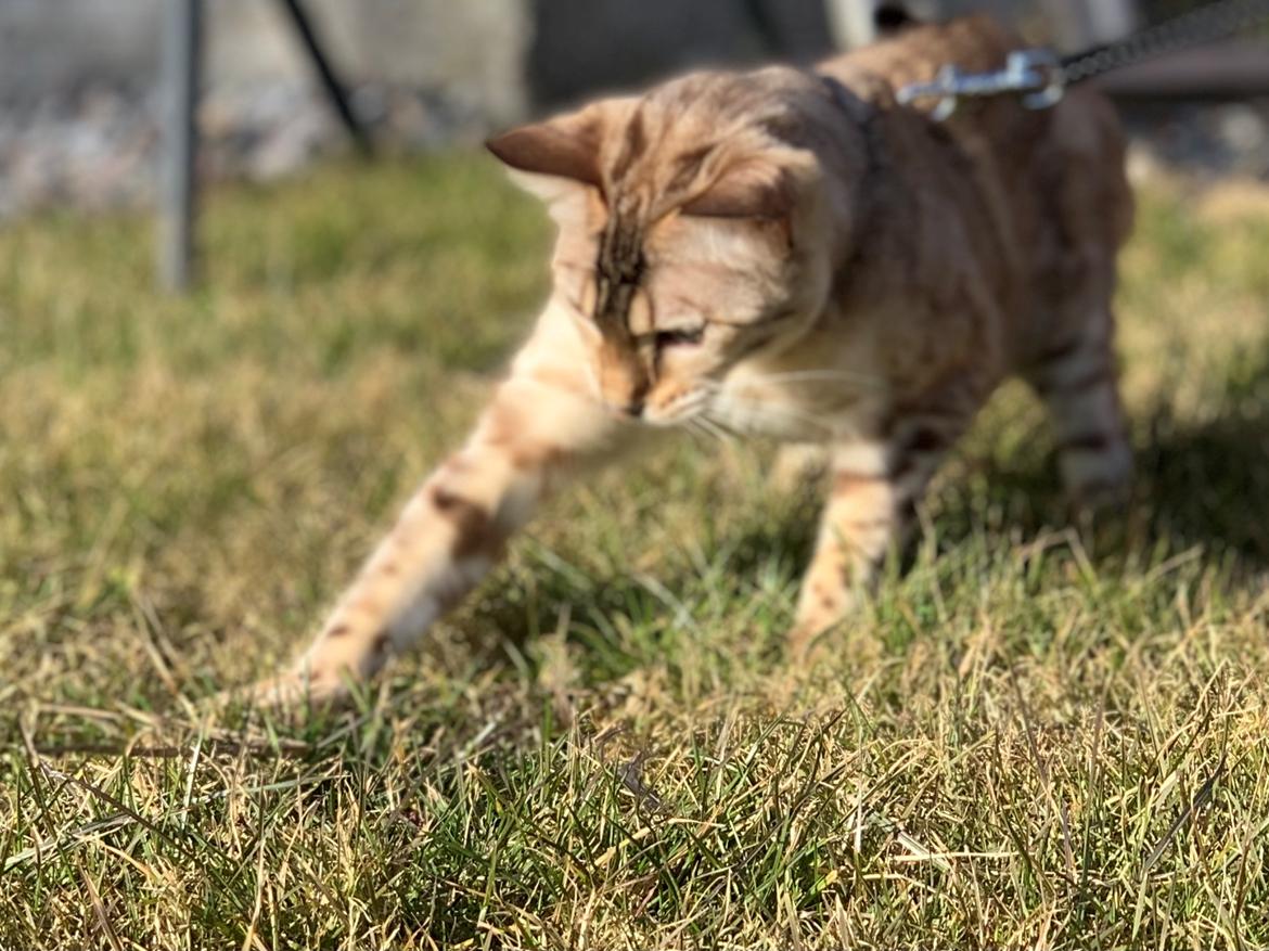 Bengal  Fairysavage Ice Girl  billede 1