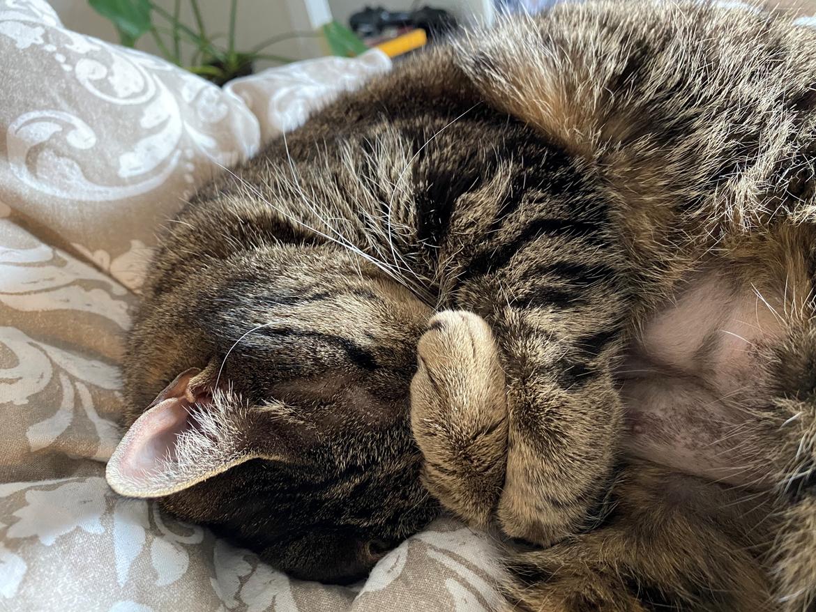 Huskat Gaia billede 2