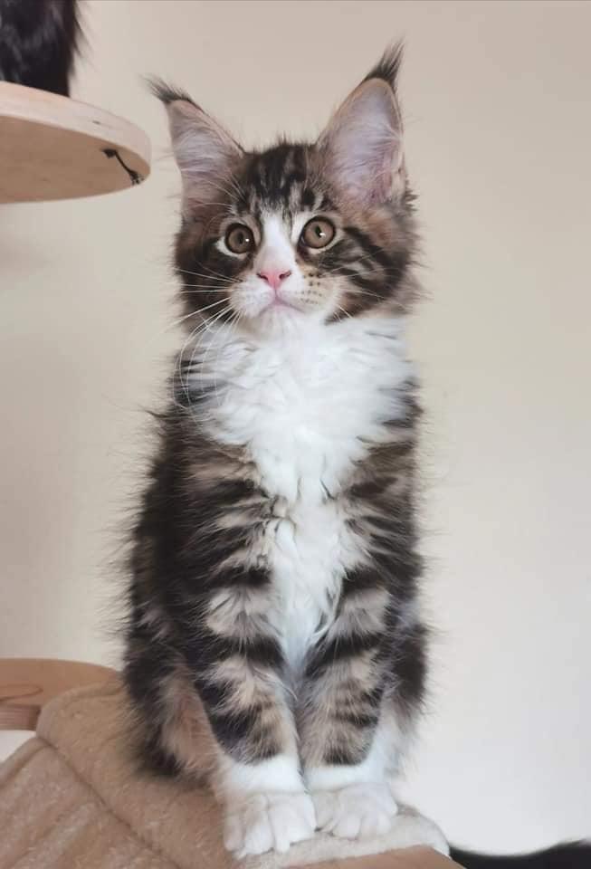 Maine Coon Dk Na'zyia's Zabaione billede 6