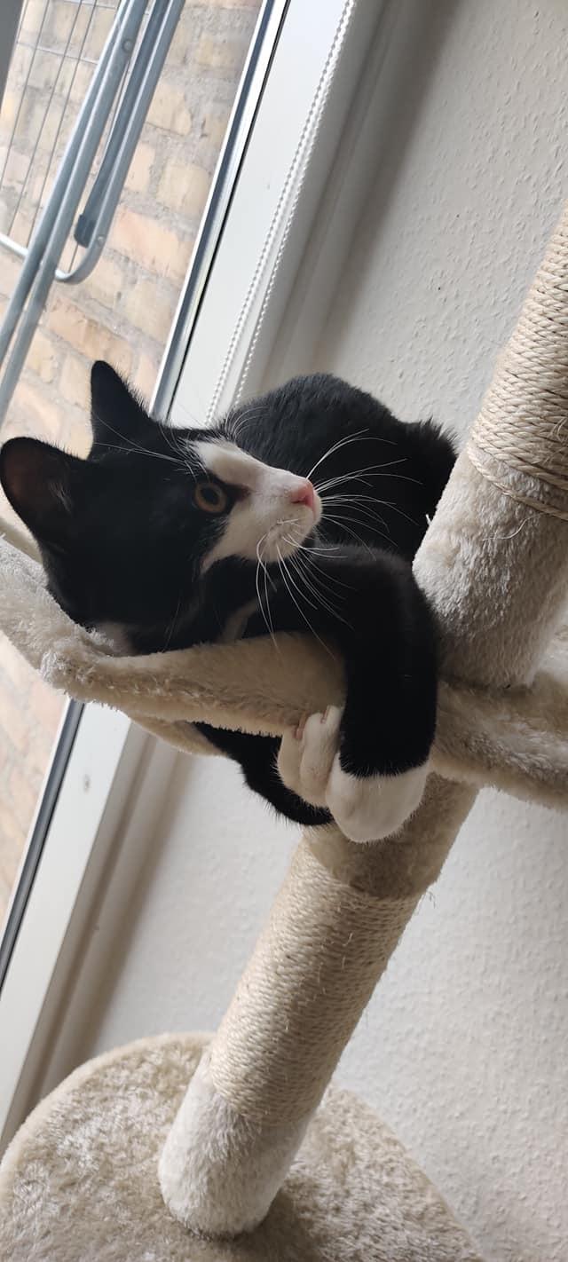 Huskat Luie billede 15