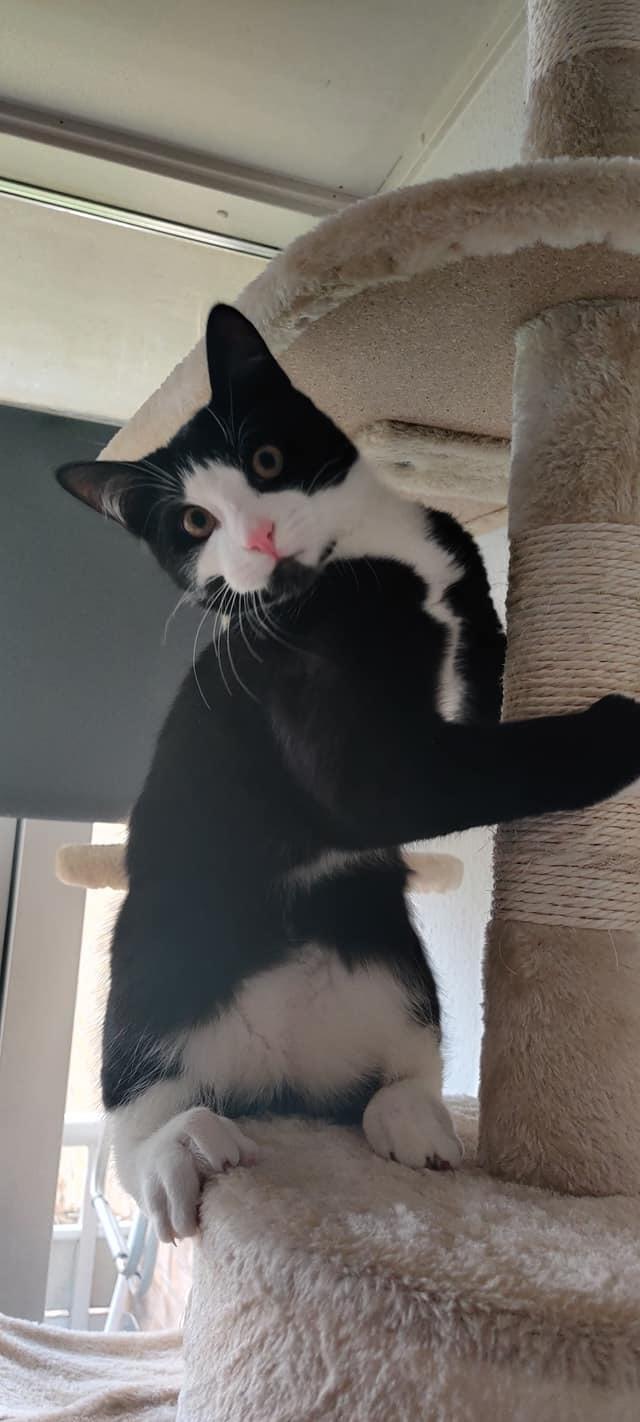 Huskat Luie billede 17