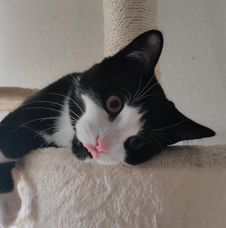 Huskat Luie billede 18