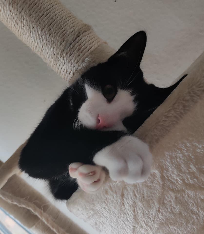 Huskat Luie billede 16