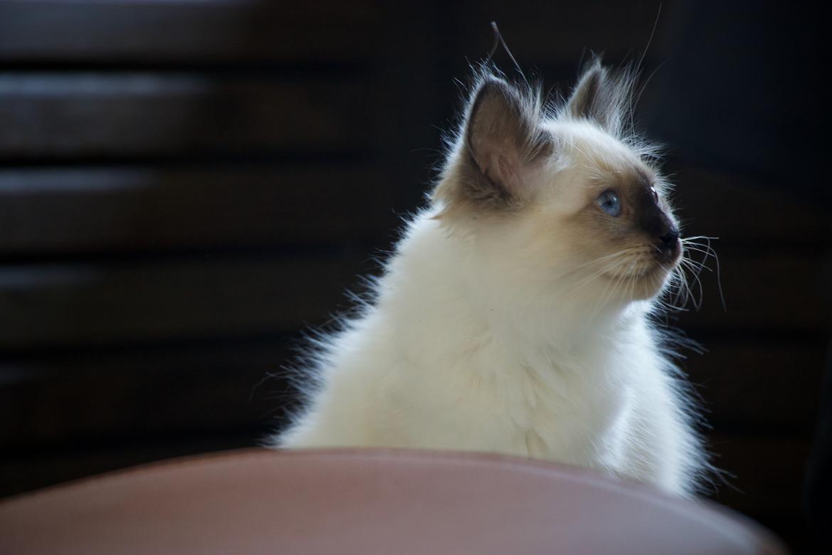 Hellig Birma Winston billede 1
