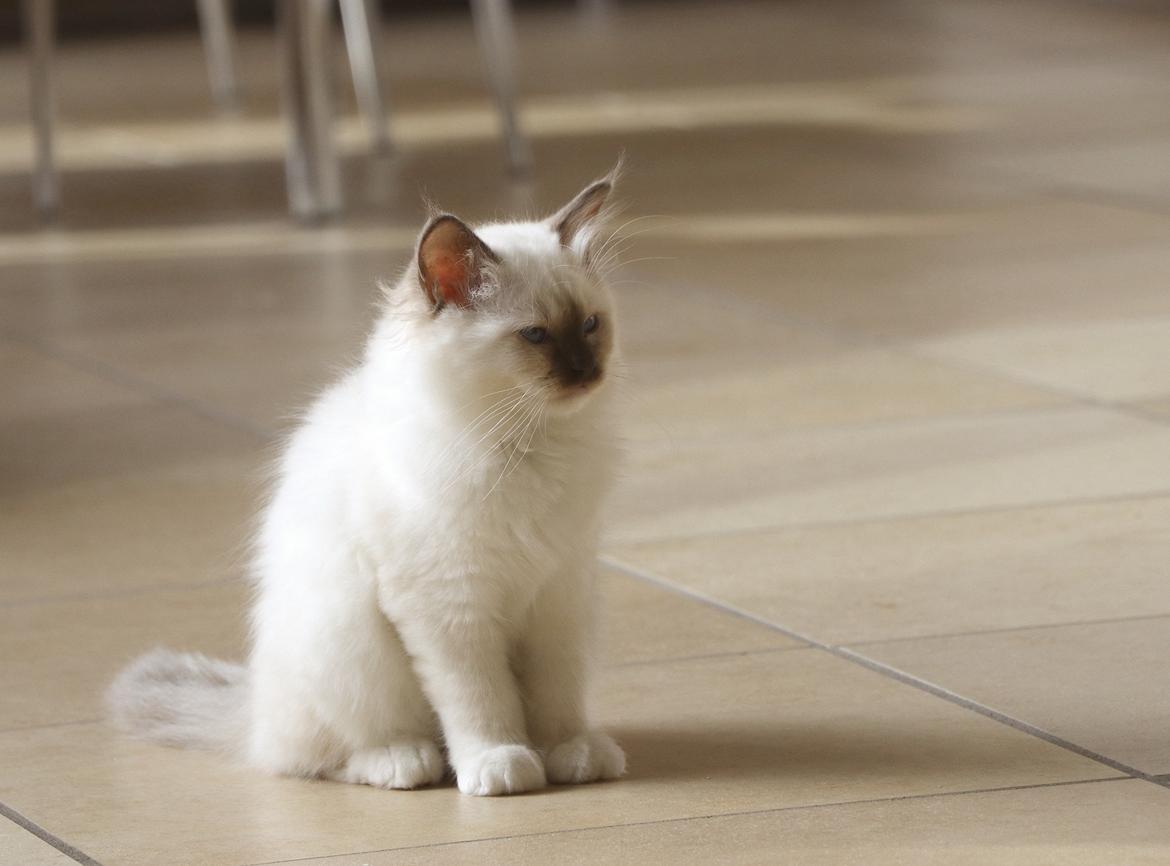 Hellig Birma Winston billede 2