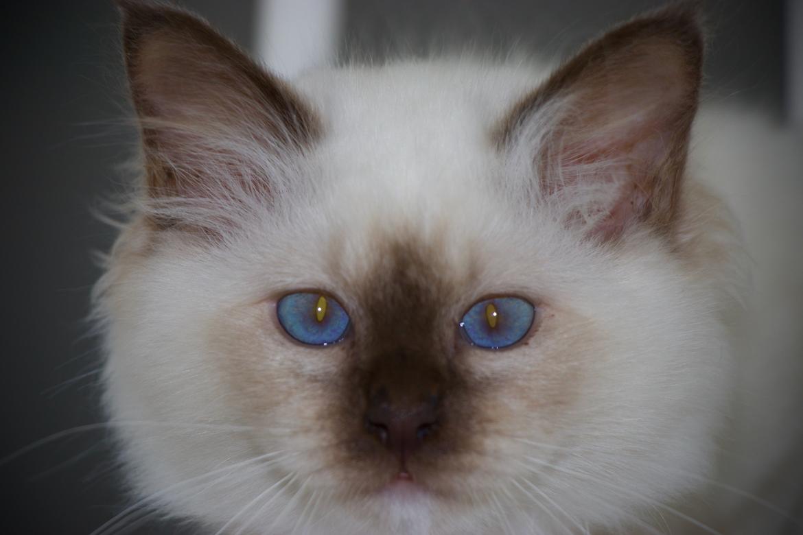 Hellig Birma Winston billede 3