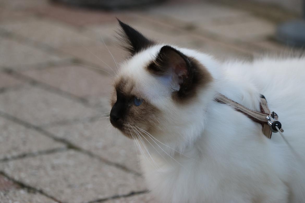 Hellig Birma Winston billede 7