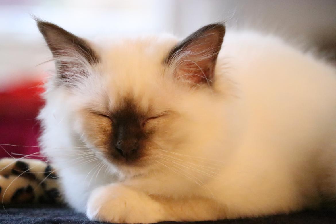 Hellig Birma Winston billede 9