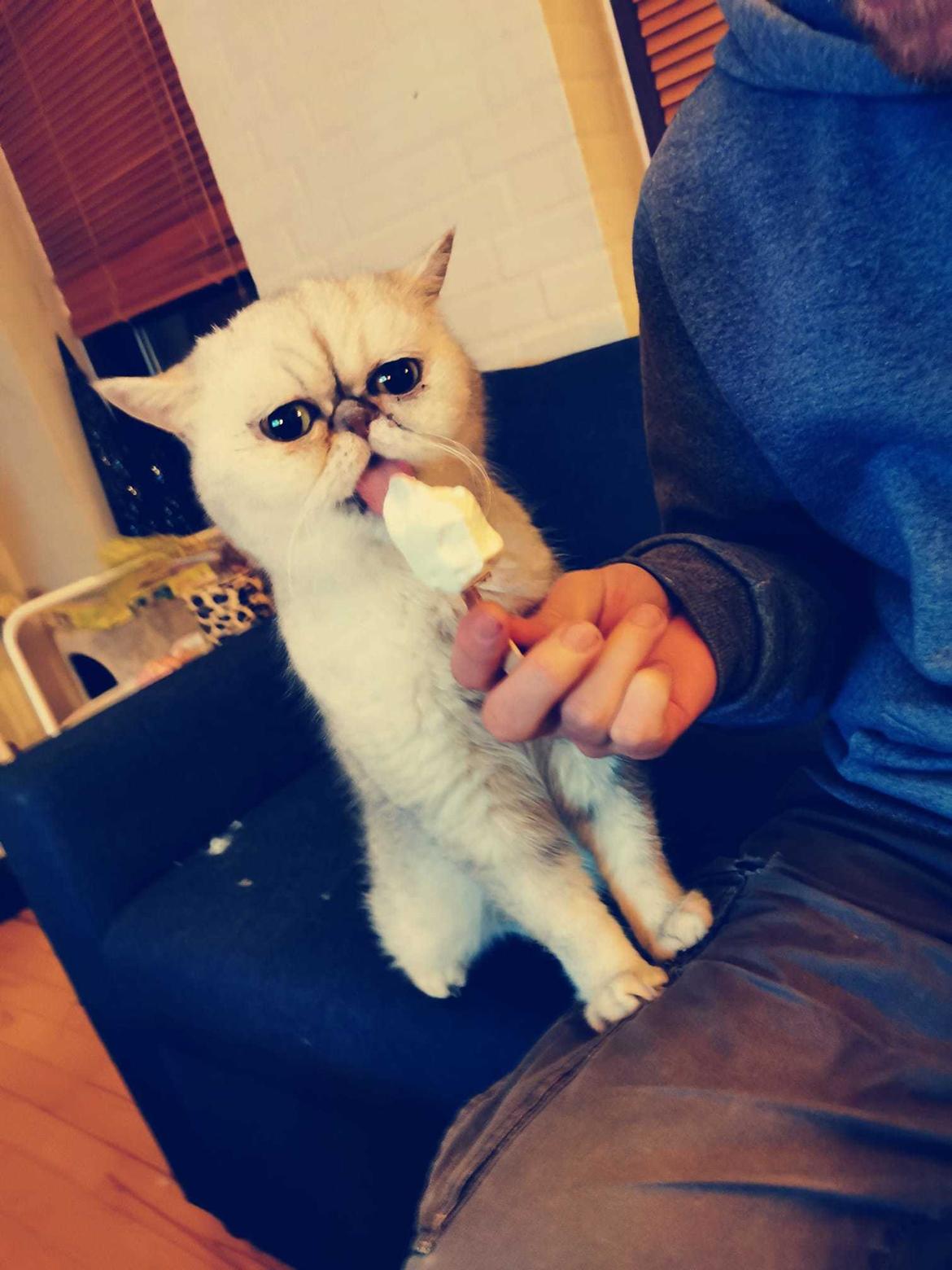 Exotic DK Kesanacat's Cruella de Bleu billede 2