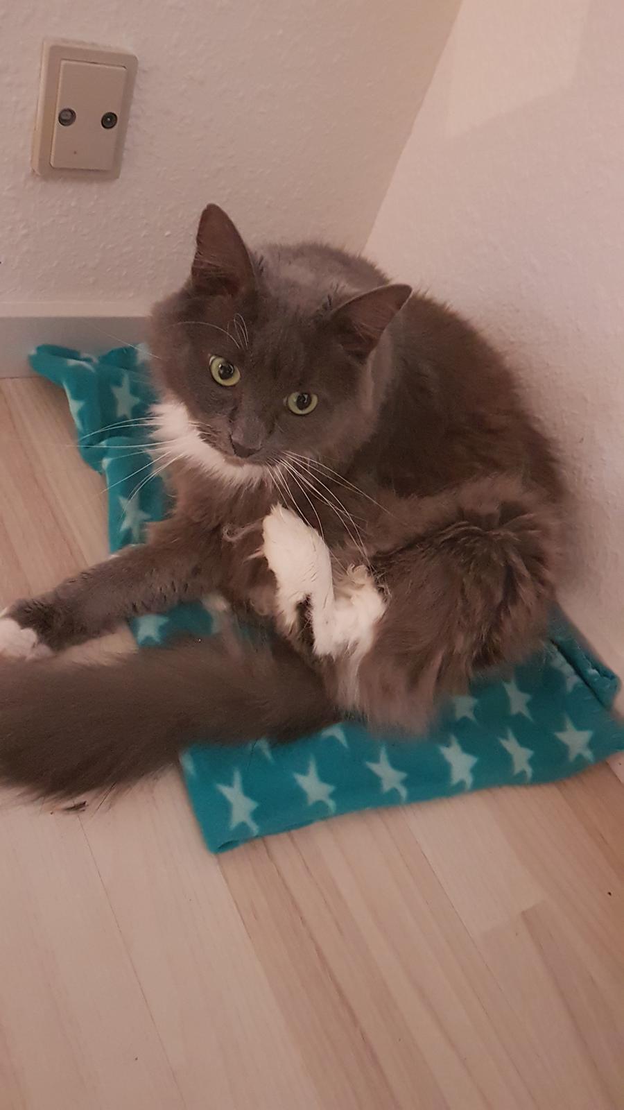 Huskat Bella Luna billede 6