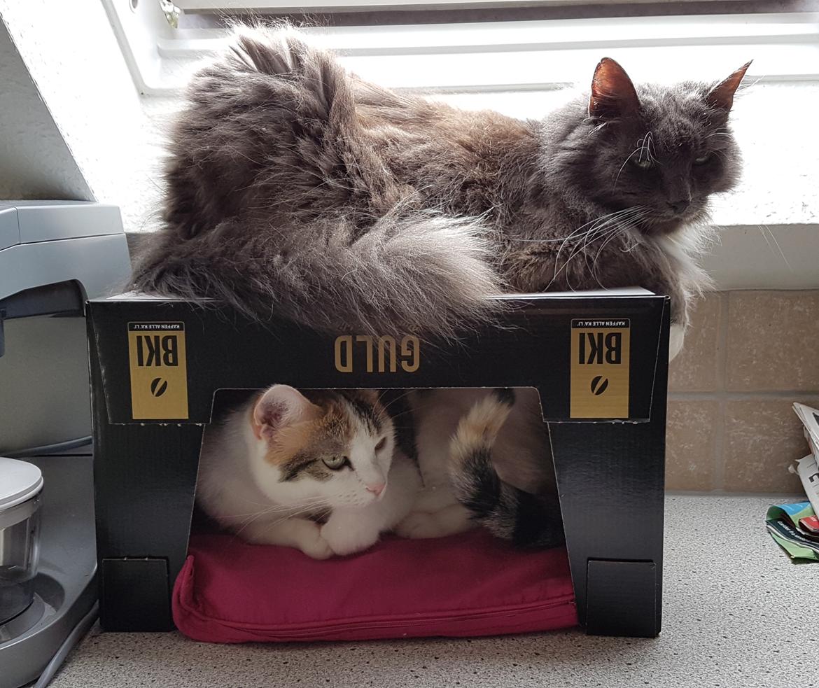 Huskat Bella Luna billede 11