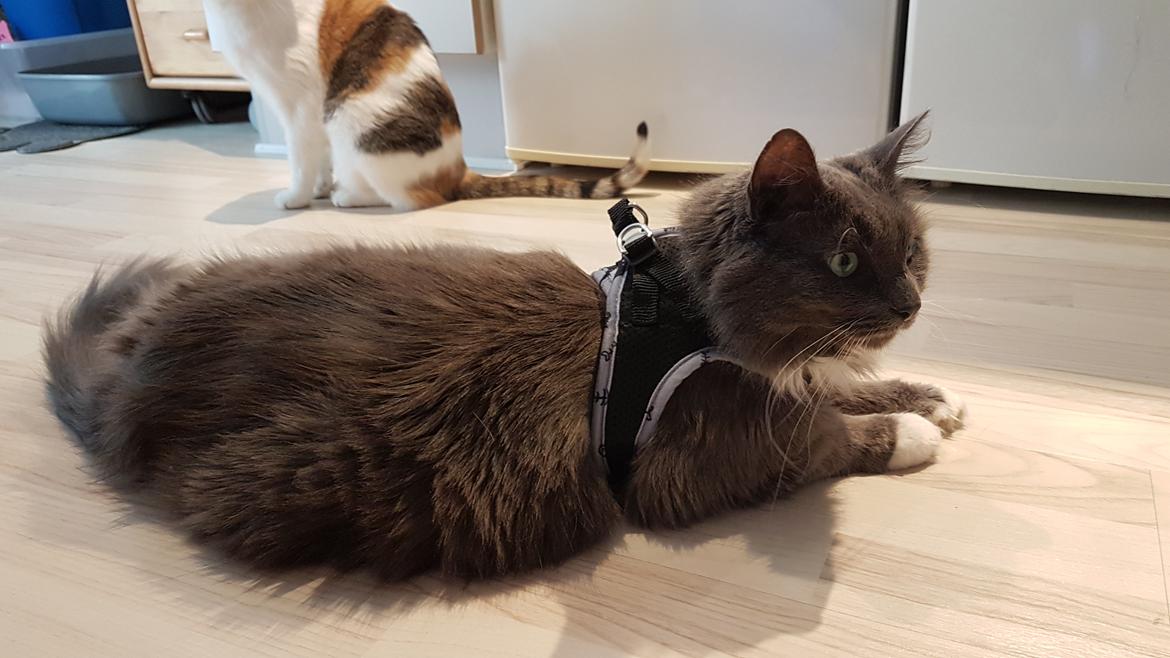 Huskat Bella Luna billede 12