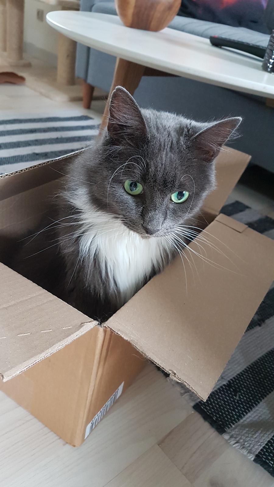 Huskat Bella Luna billede 14