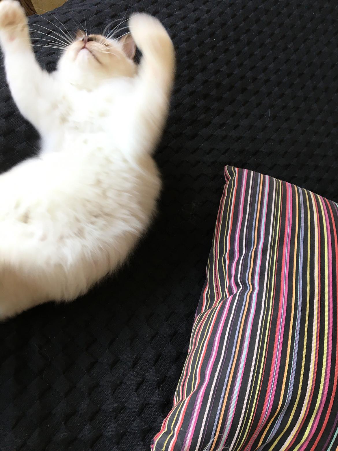 Hellig Birma Winston billede 15