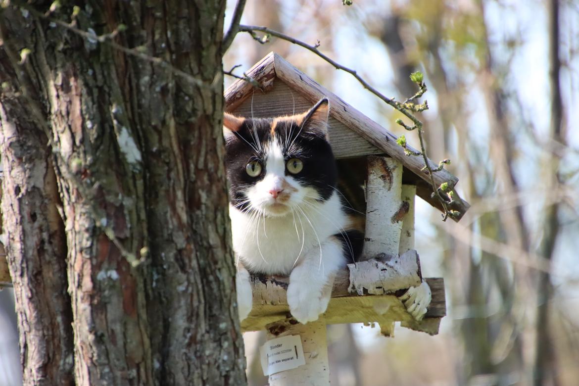 Huskat Ella billede 32