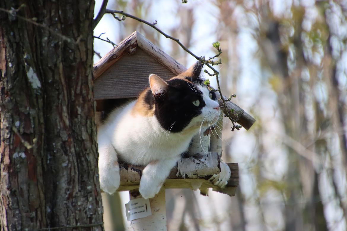 Huskat Ella billede 36