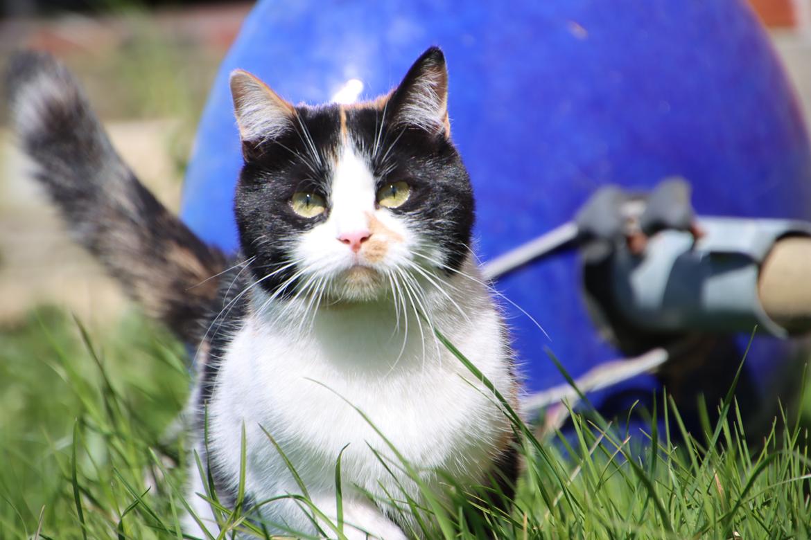 Huskat Ella billede 37