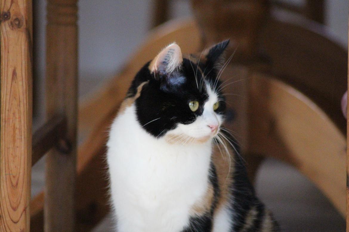 Huskat Ella billede 41