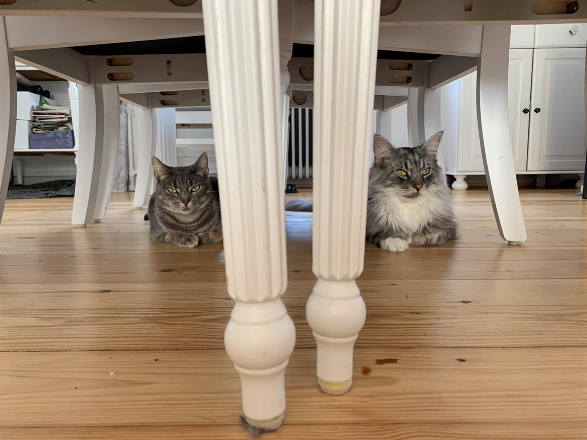 Huskat Bodil (Kjær) - Bodil og Jackie under spisebordet 2021 billede 8