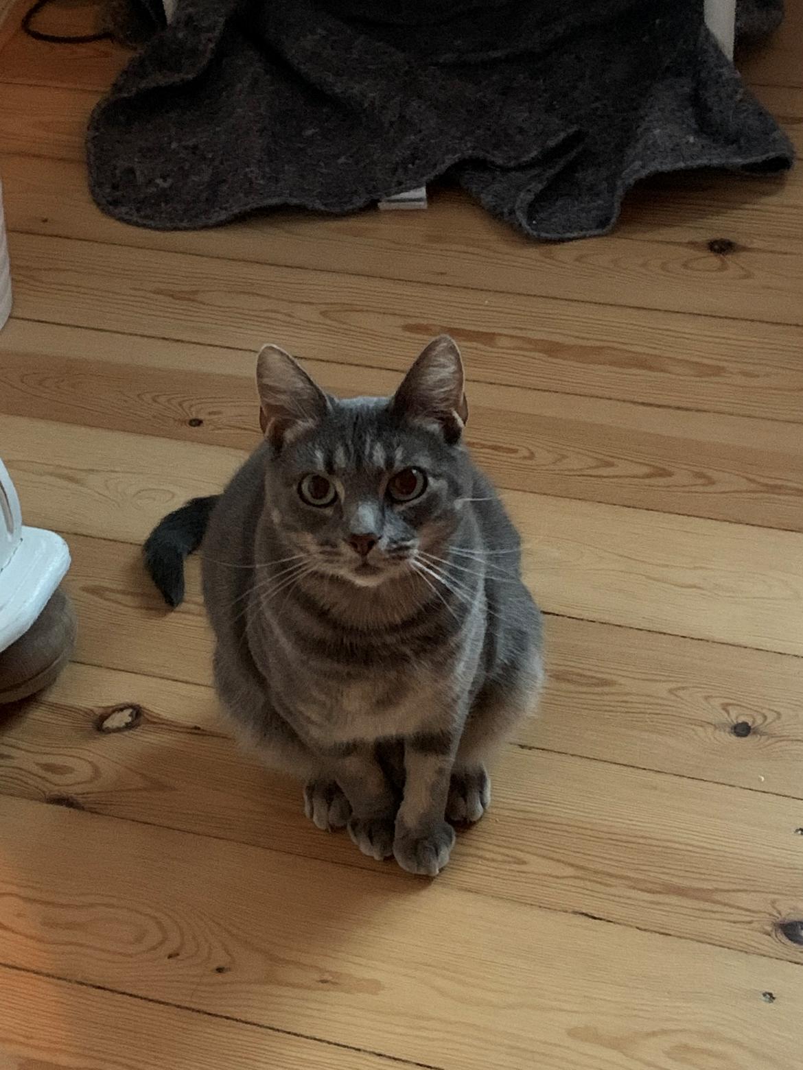 Huskat Bodil (Kjær) - Bodil tigger om mad 2021 billede 11