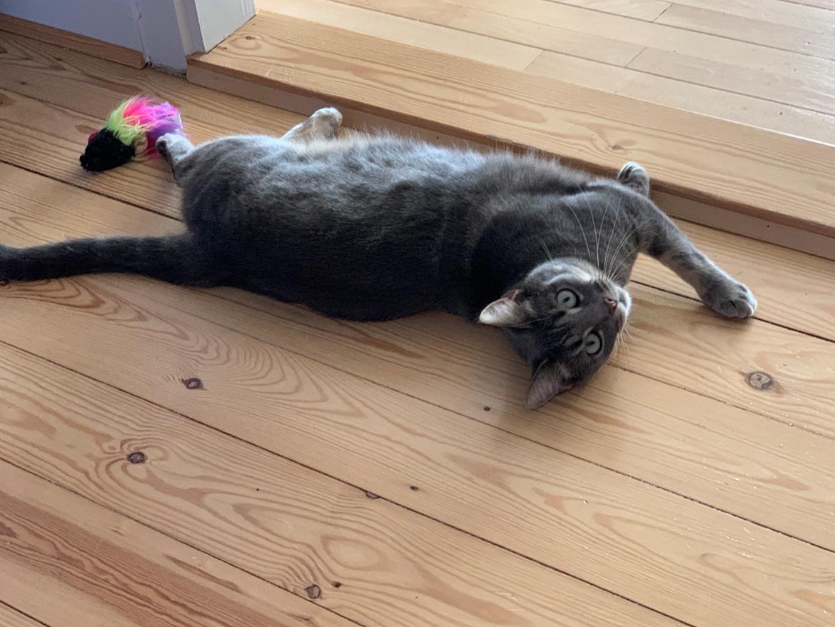 Huskat Bodil (Kjær) - Bodil fjoller Maj 2021 billede 16