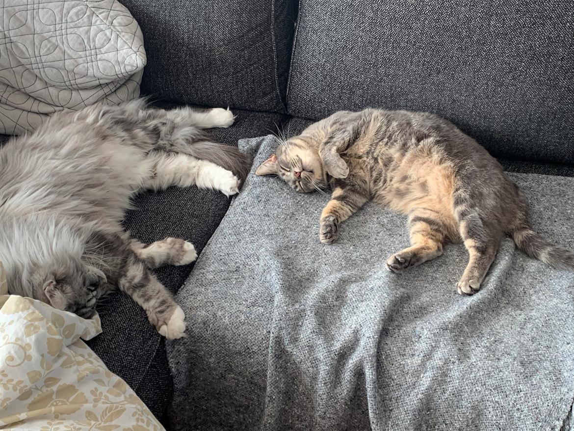 Maine Coon Jackie - Jackie og Bodil sover på en lun dag på sofaen. Maj 2021 billede 11