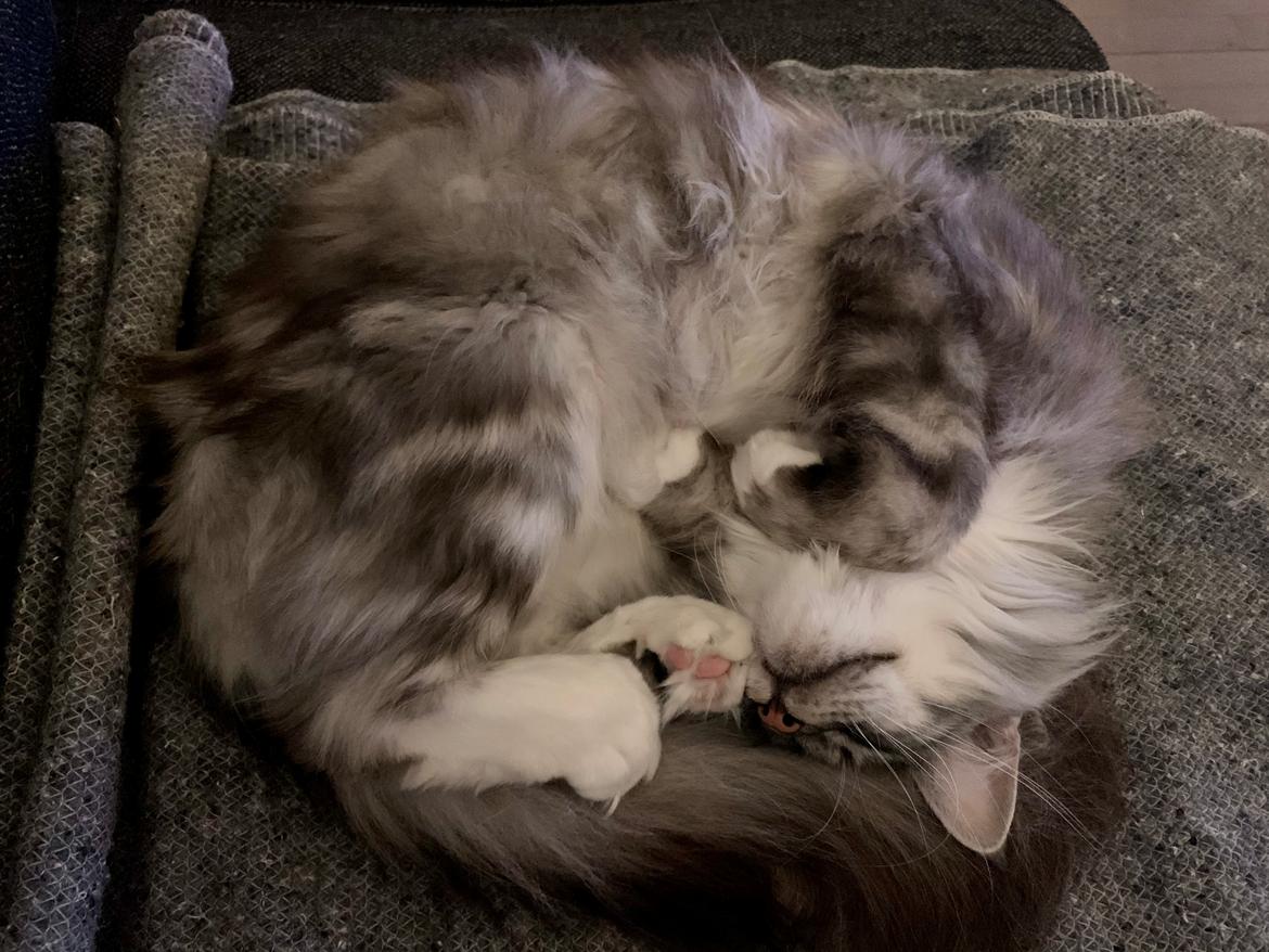 Maine Coon Jackie - Sådan kan man også ligge og sove på sofaen. 2021 billede 17
