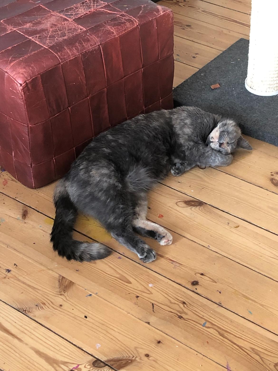 Huskat Mononoke (Mono) billede 4