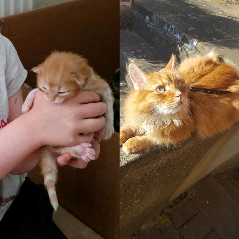 Blanding af racer Charlie billede 9