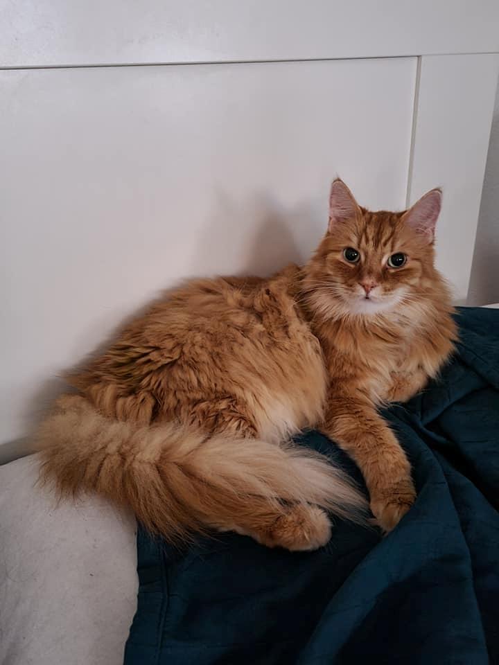 Blanding af racer Charlie billede 1