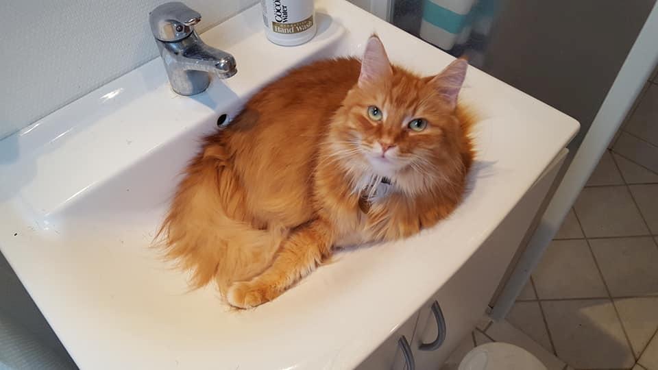 Blanding af racer Charlie billede 3