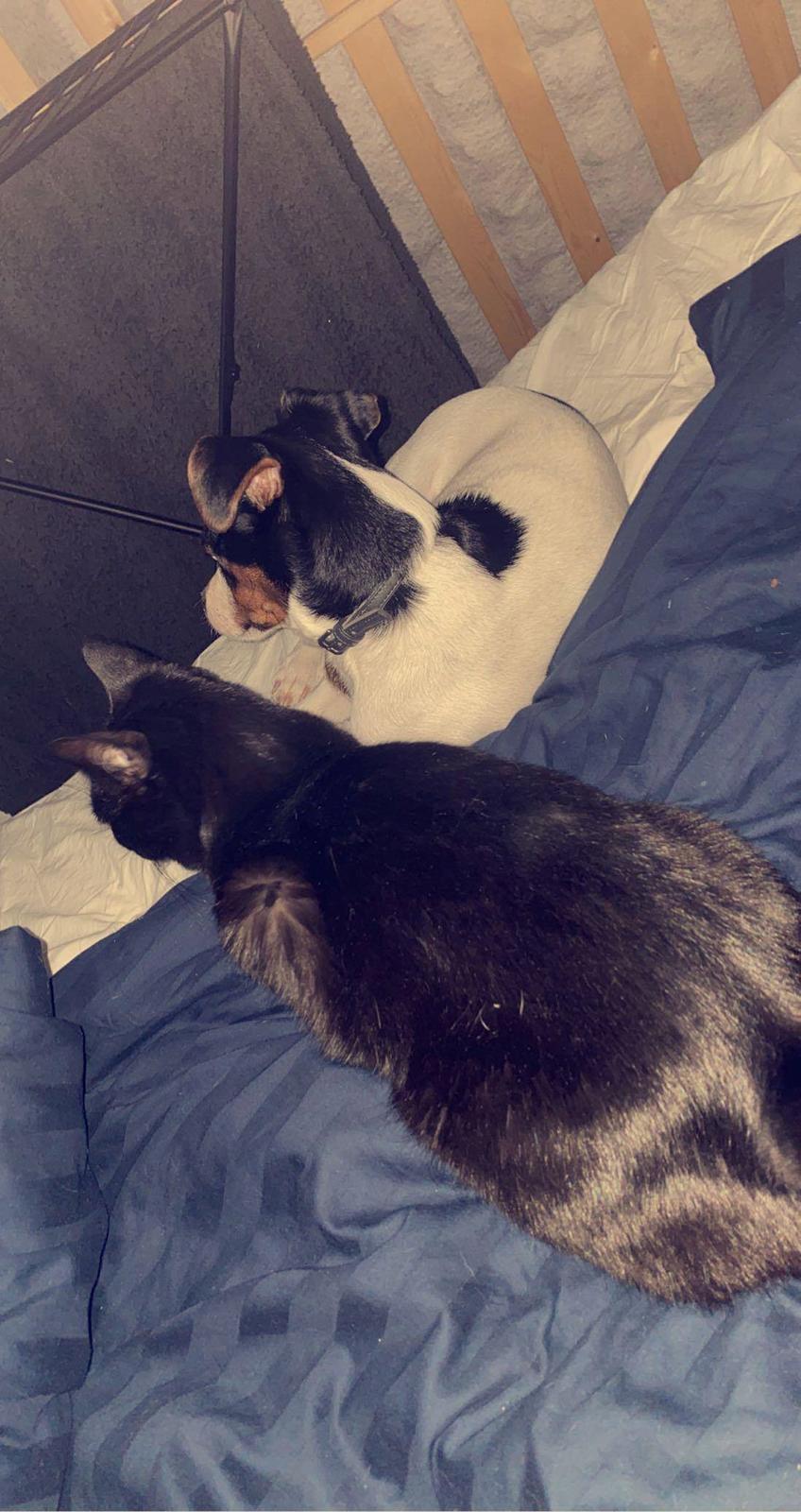 Blanding af racer Blackie billede 10