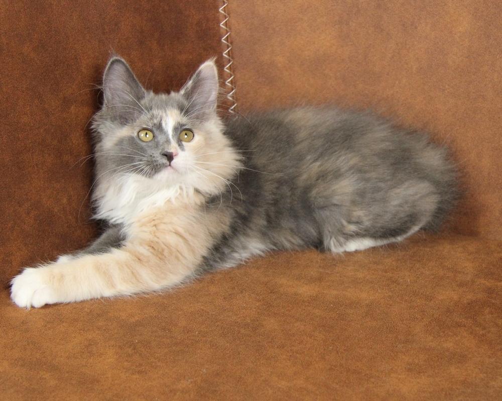 Kurilean Bobtail DK JeaTri's Queen billede 2