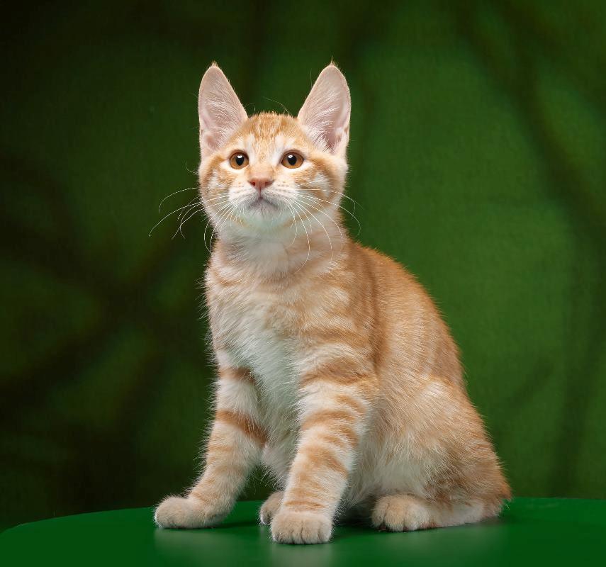 Kurilean Bobtail Benjamin Supreme Bobs Team RU billede 3