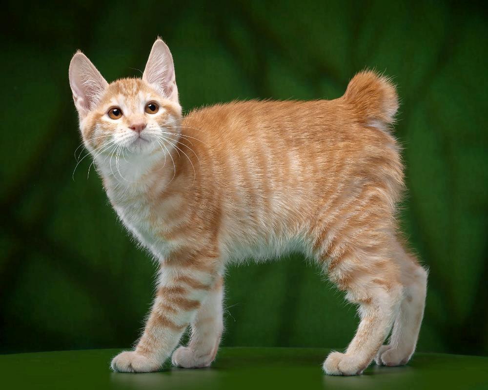 Kurilean Bobtail Benjamin Supreme Bobs Team RU billede 2