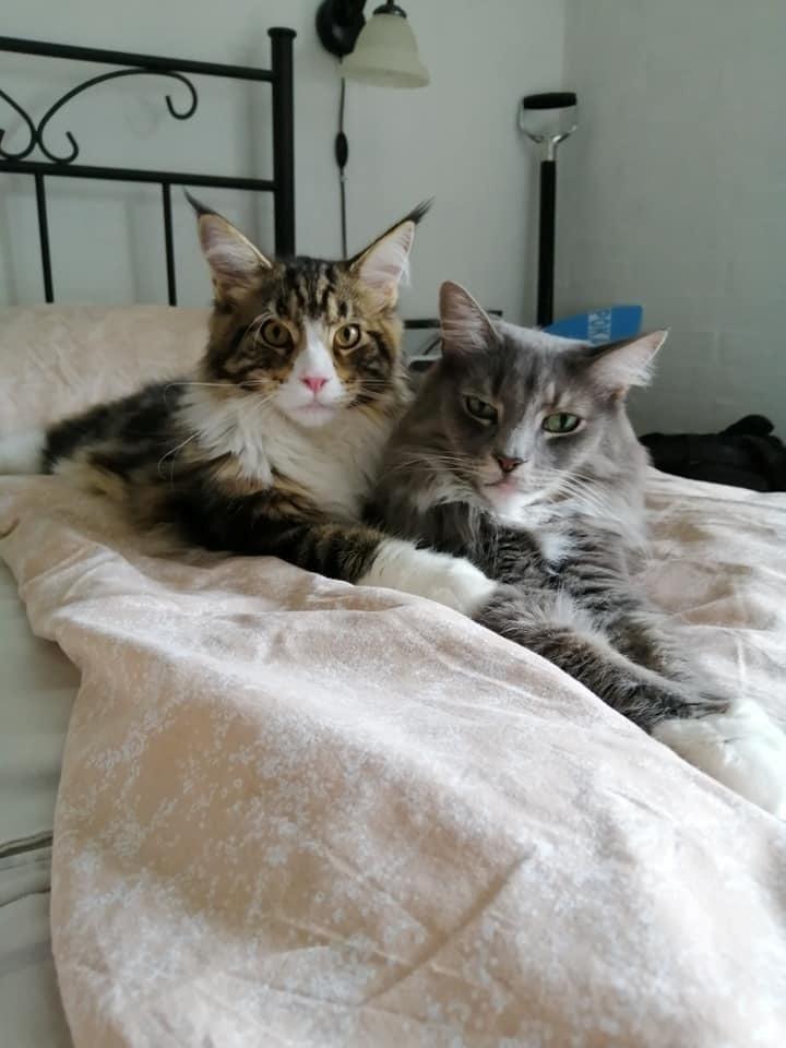 Maine Coon Dk Na'zyia's Zabaione billede 5