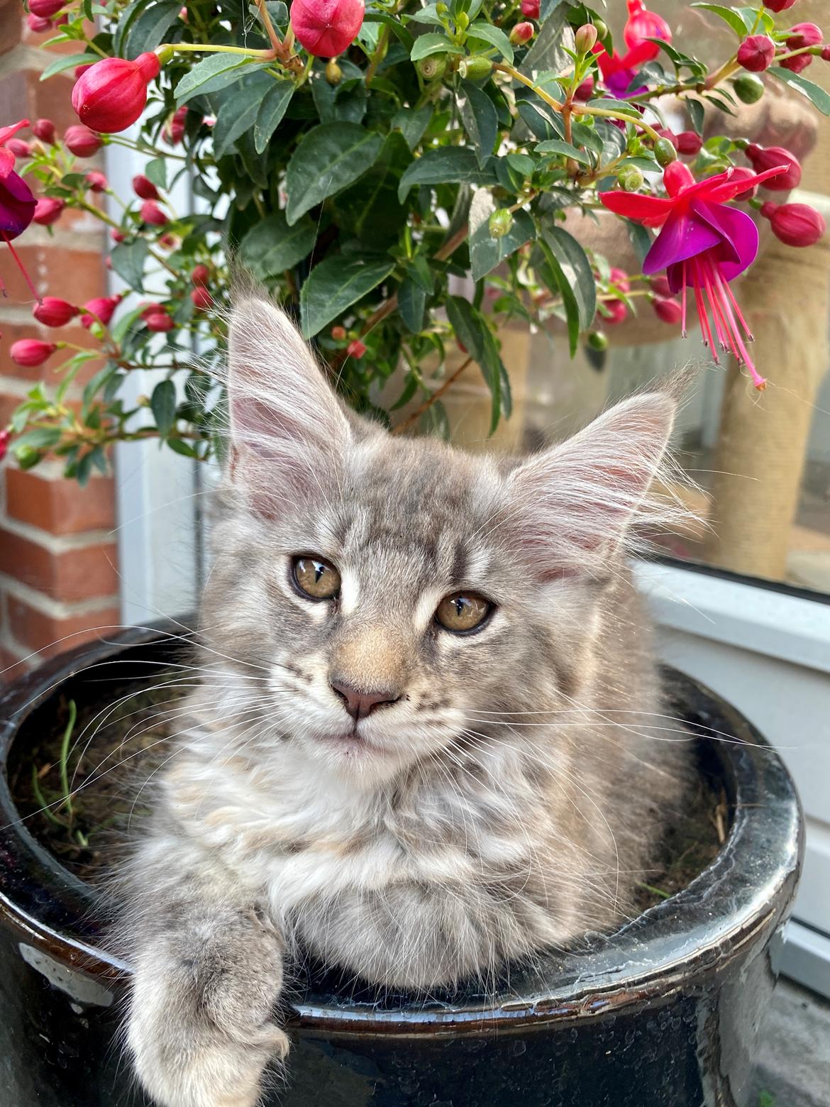 Maine Coon DK NordicArt Sakura Haruno billede 1