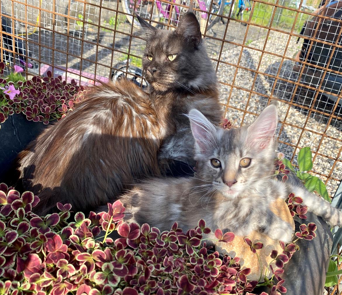 Maine Coon DK NordicArt Sakura Haruno billede 5