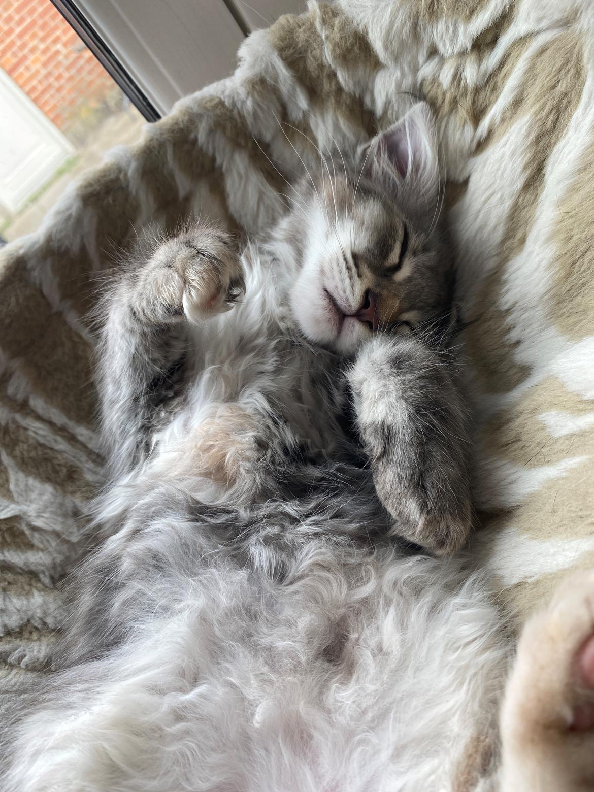 Maine Coon DK NordicArt Sakura Haruno billede 8