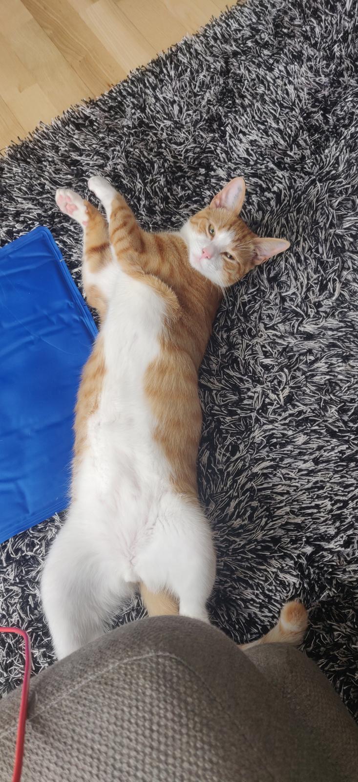 Huskat Theo billede 3