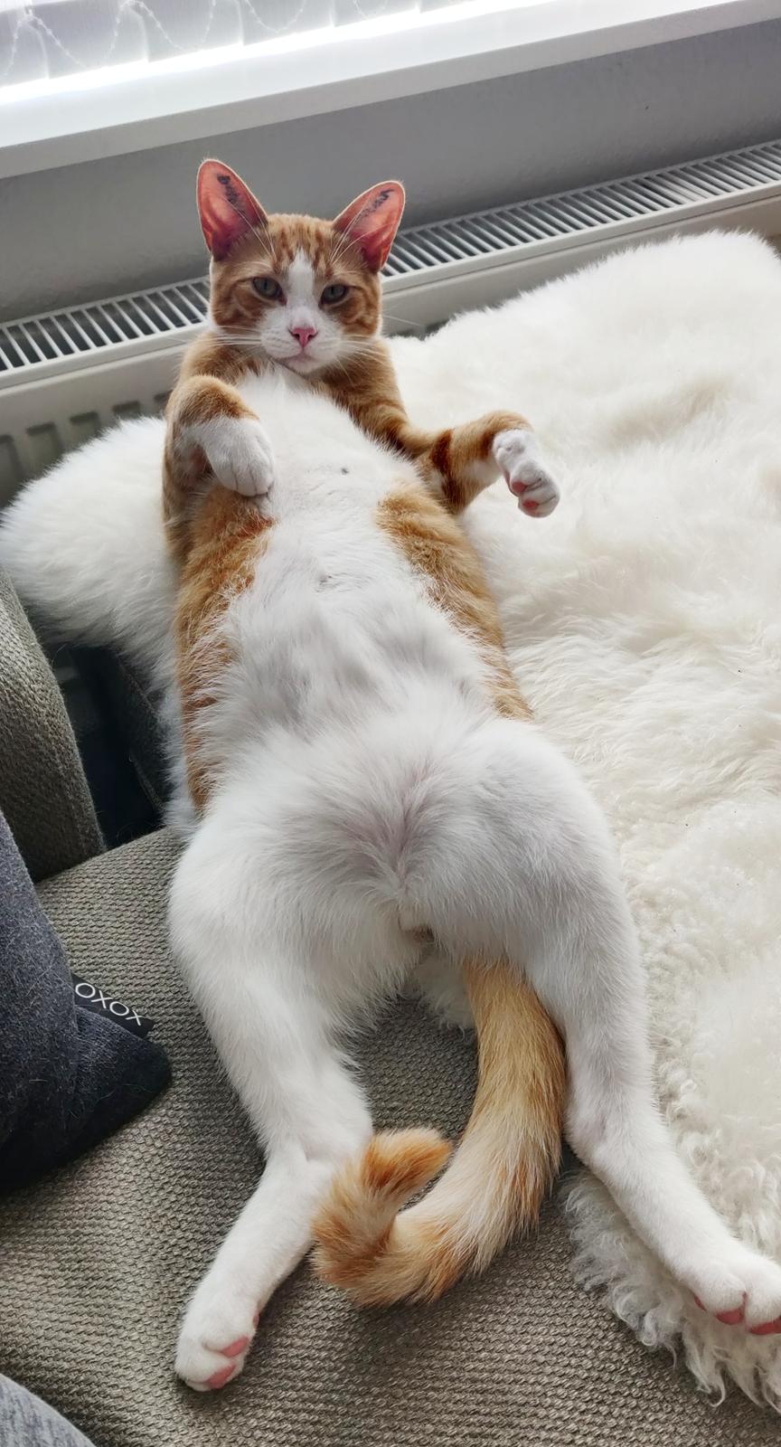 Huskat Theo billede 14