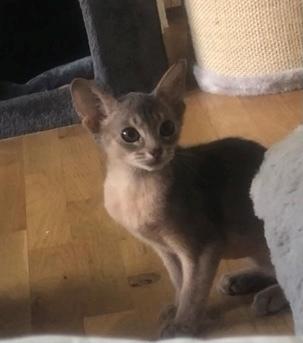 Abyssinier Dushara Silke billede 1