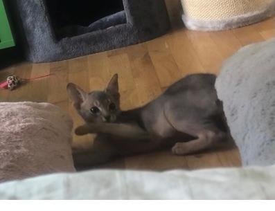 Abyssinier Dushara Silke billede 3